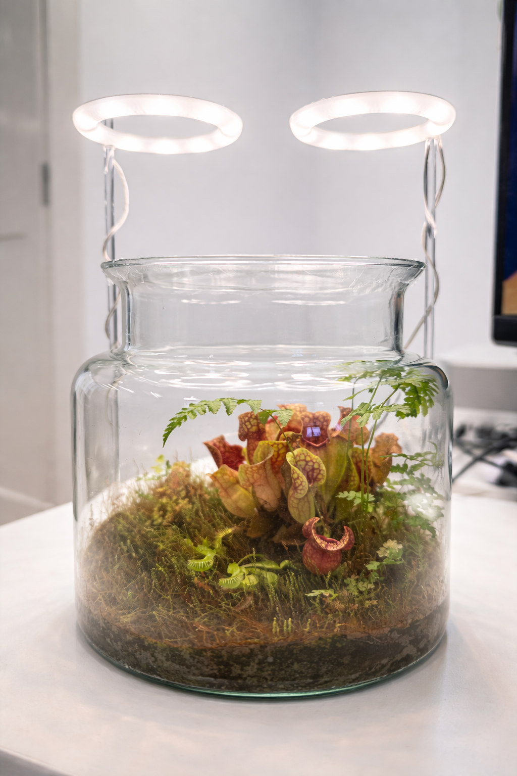 Desk Jungle Terrarium — side view