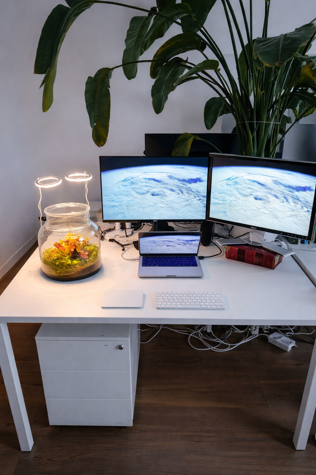 Desk Jungle Terrarium — styled on desk