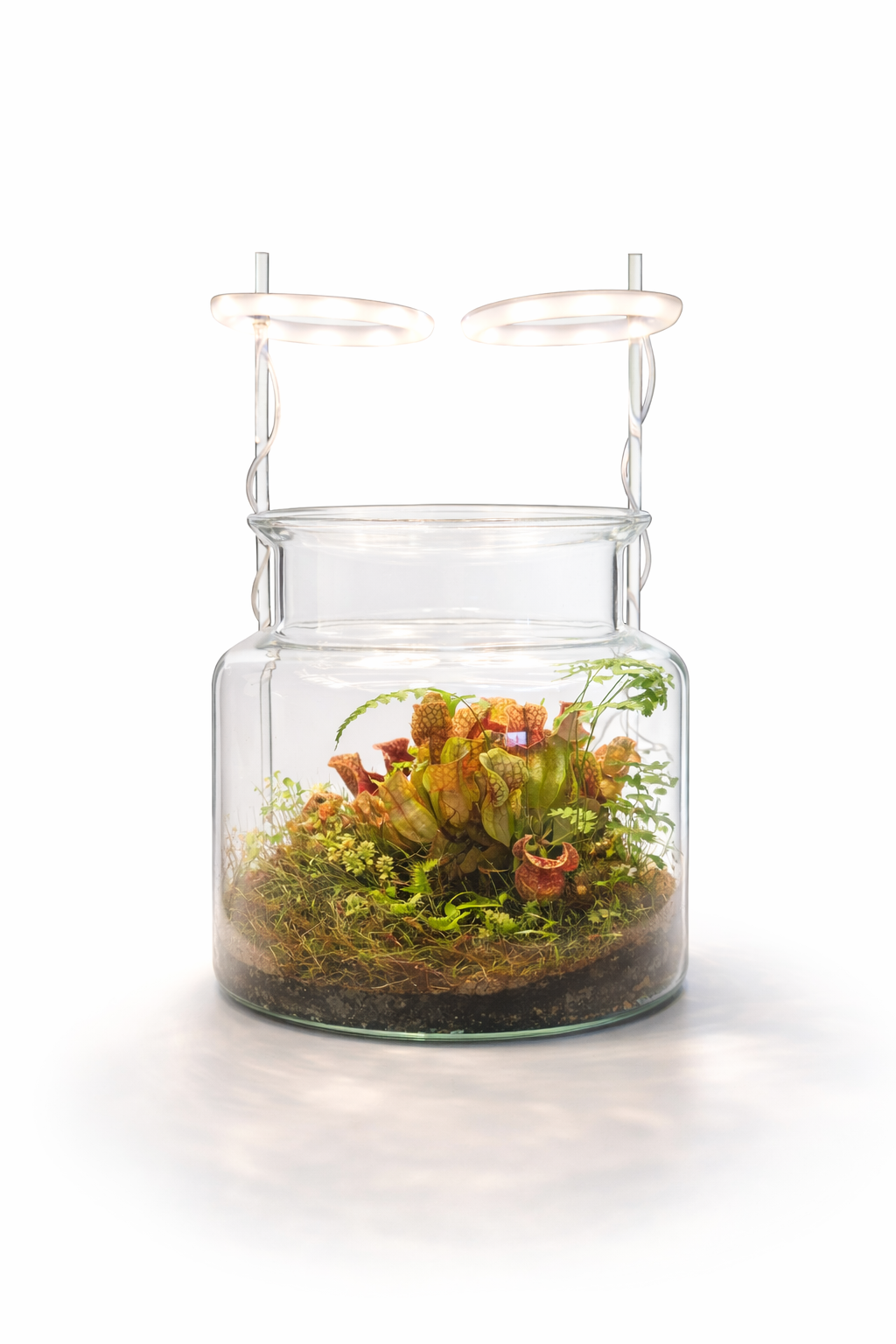Desk Jungle Terrarium — with grow light